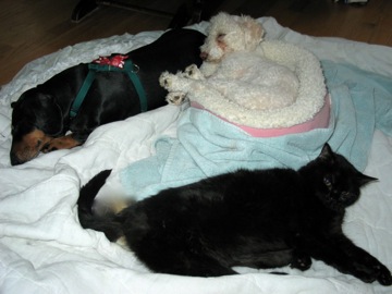 a little white dog rests his head on a dachsnund; a cat rests in the foreground